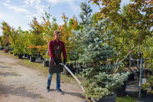 Trusted St Hedwig, TX Tree Care  Experts